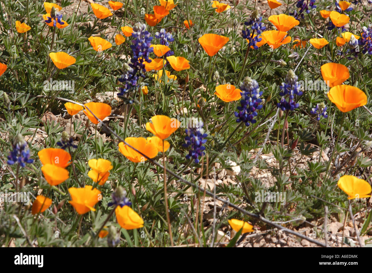 California Wildblumen Stockfoto