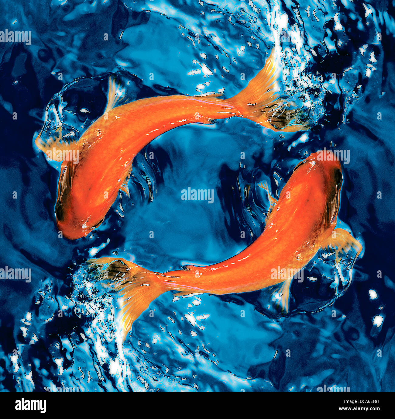 Goldfische schwimmen nach einander ähnlich dem chinesischen Yin yan Stockfoto