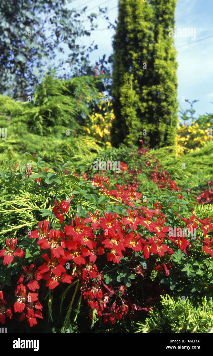 Tropaeolum speciosum Stockfoto