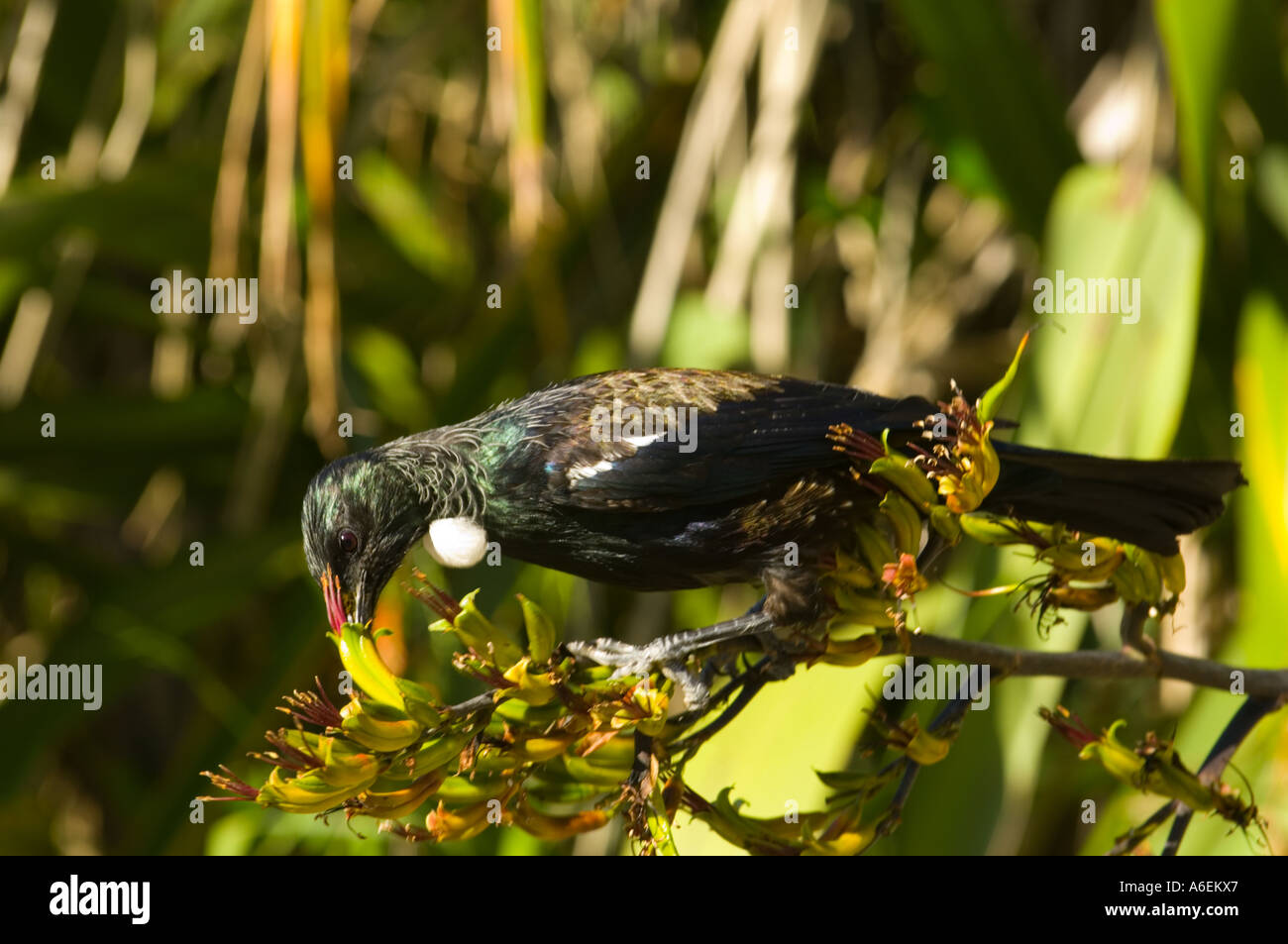 New Zealand native Tui isst Flachsblume Nektar Stockfoto