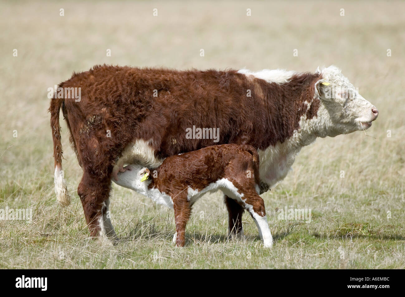 Kuh Kalb Fütterung Stockfoto