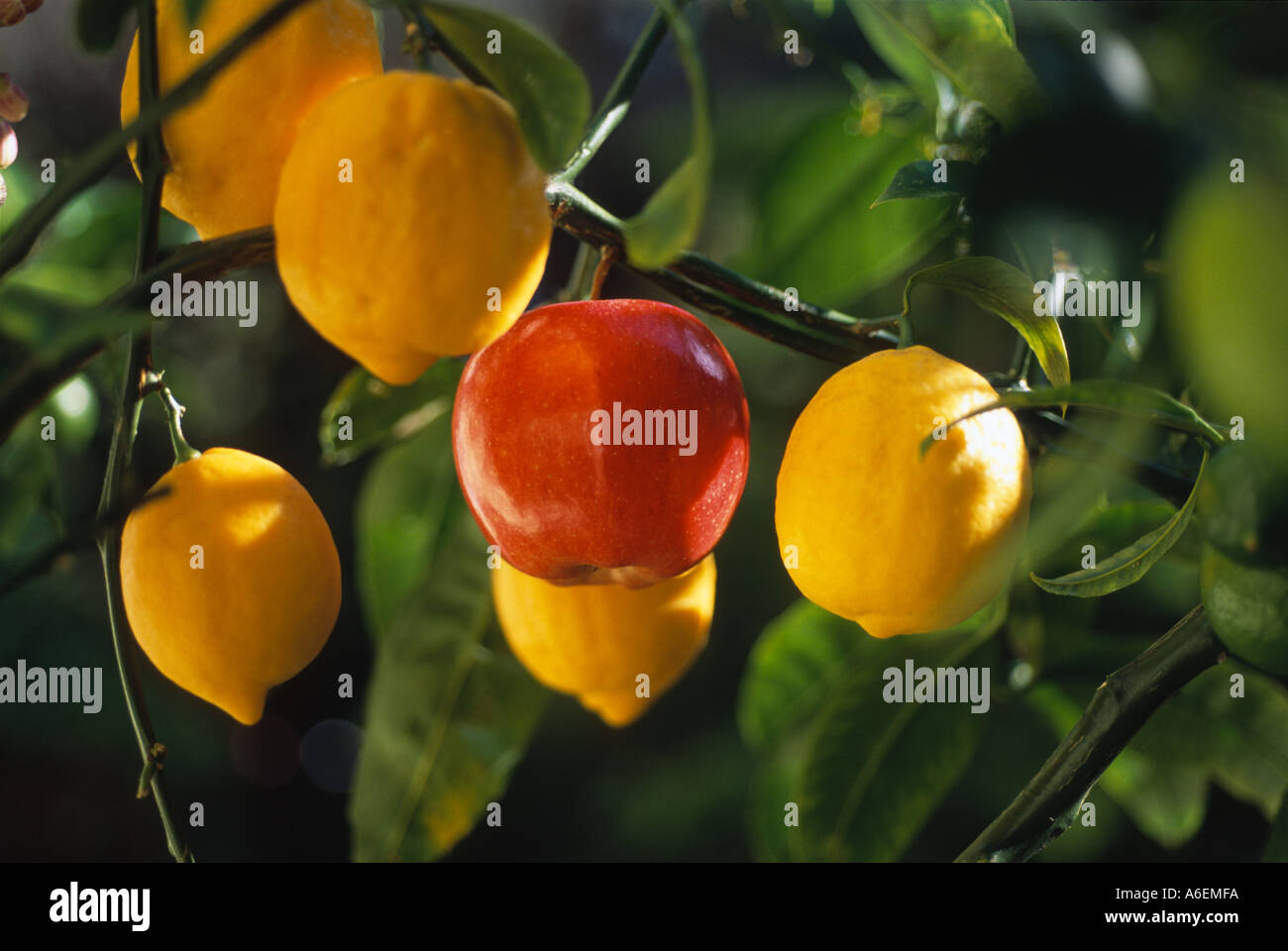 "Ein roter Apfel auf Lemon Tree, 5 Zitronen wachsen" Stockfoto