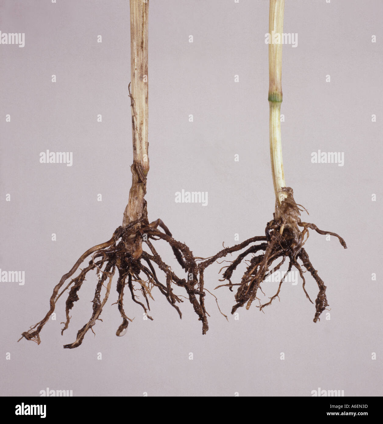 Geschwärzte Wurzeln von Weizenpflanzen, die mit Take-all Gaeumannomyces graminis infiziert sind Stockfoto