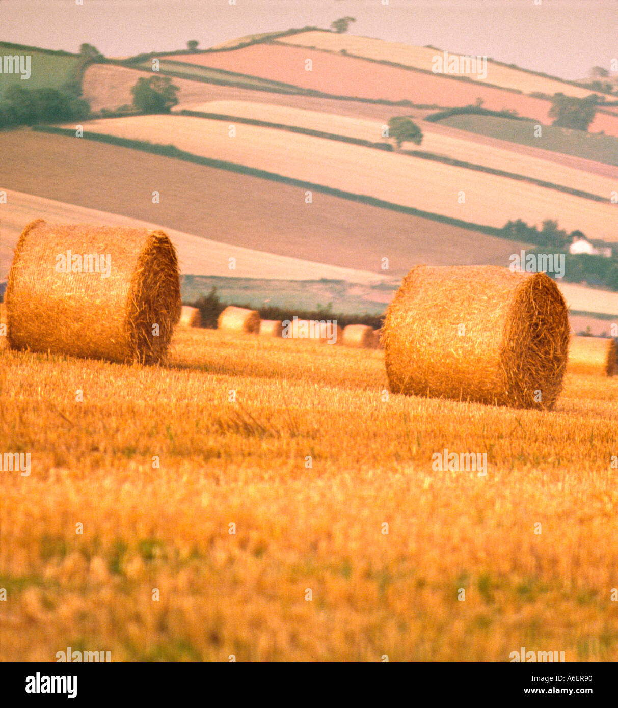 Rollen von Heu geerntet in ein Feld Devon England Stockfoto