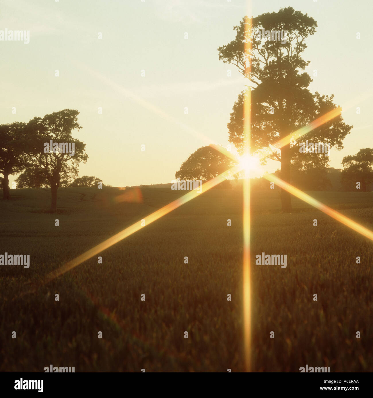 Sonnenuntergang über Weizenernte im Ohr an einem feinen Sommerabend in June Devon UK Stockfoto