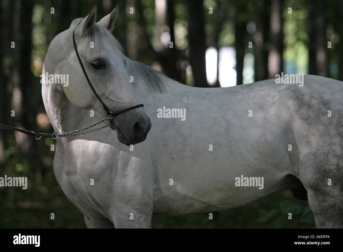 Porträt des weißen Pferdes Stockfoto