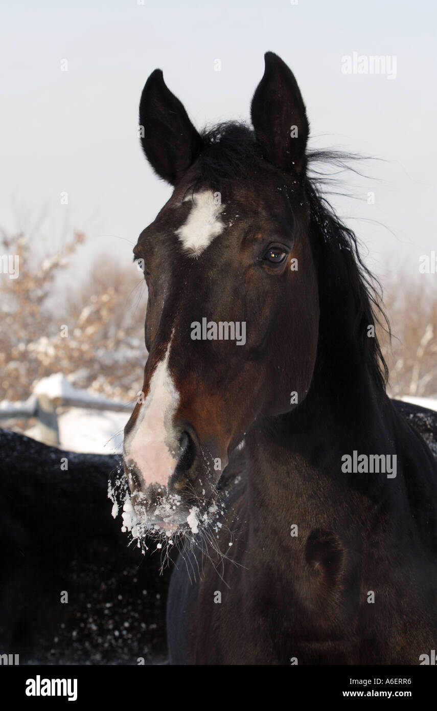 Porträt von Vollblut schwarzes Pferd Stockfoto