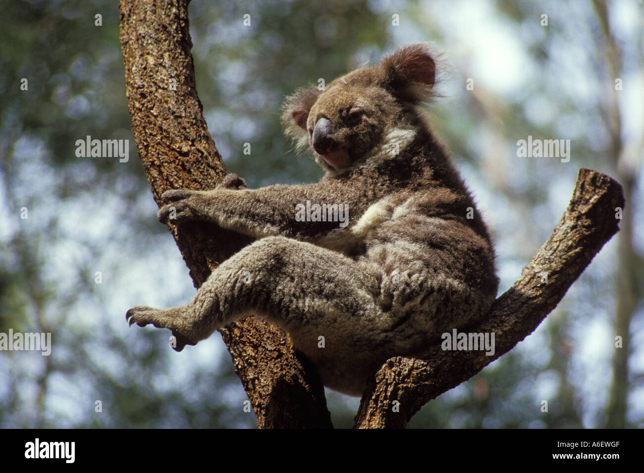 Australian Koala Bär in einem Baum Stockfoto