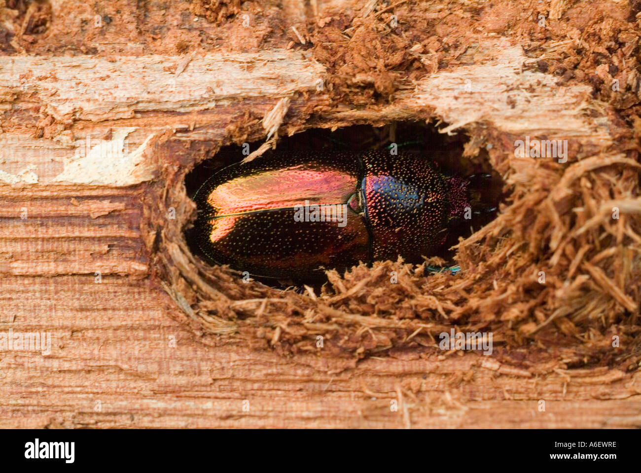 Weihnachtskäfer, der sich in verrottendes Holz gräbt Stockfoto