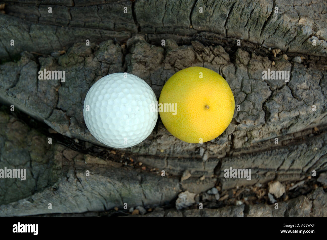 Ungewöhnliche Paarung von einem kleinen Orange und Golf Ball auf der Oberfläche einer gefallenen Palme Stockfoto