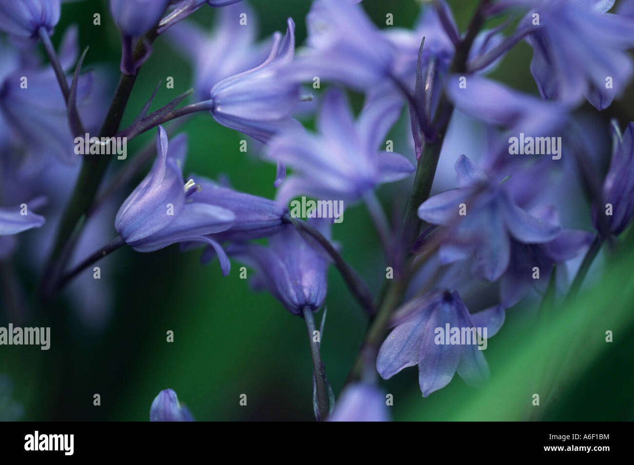 Nahaufnahme von Bluebell Blume, Frühling im Vereinigten Königreich. Stockfoto
