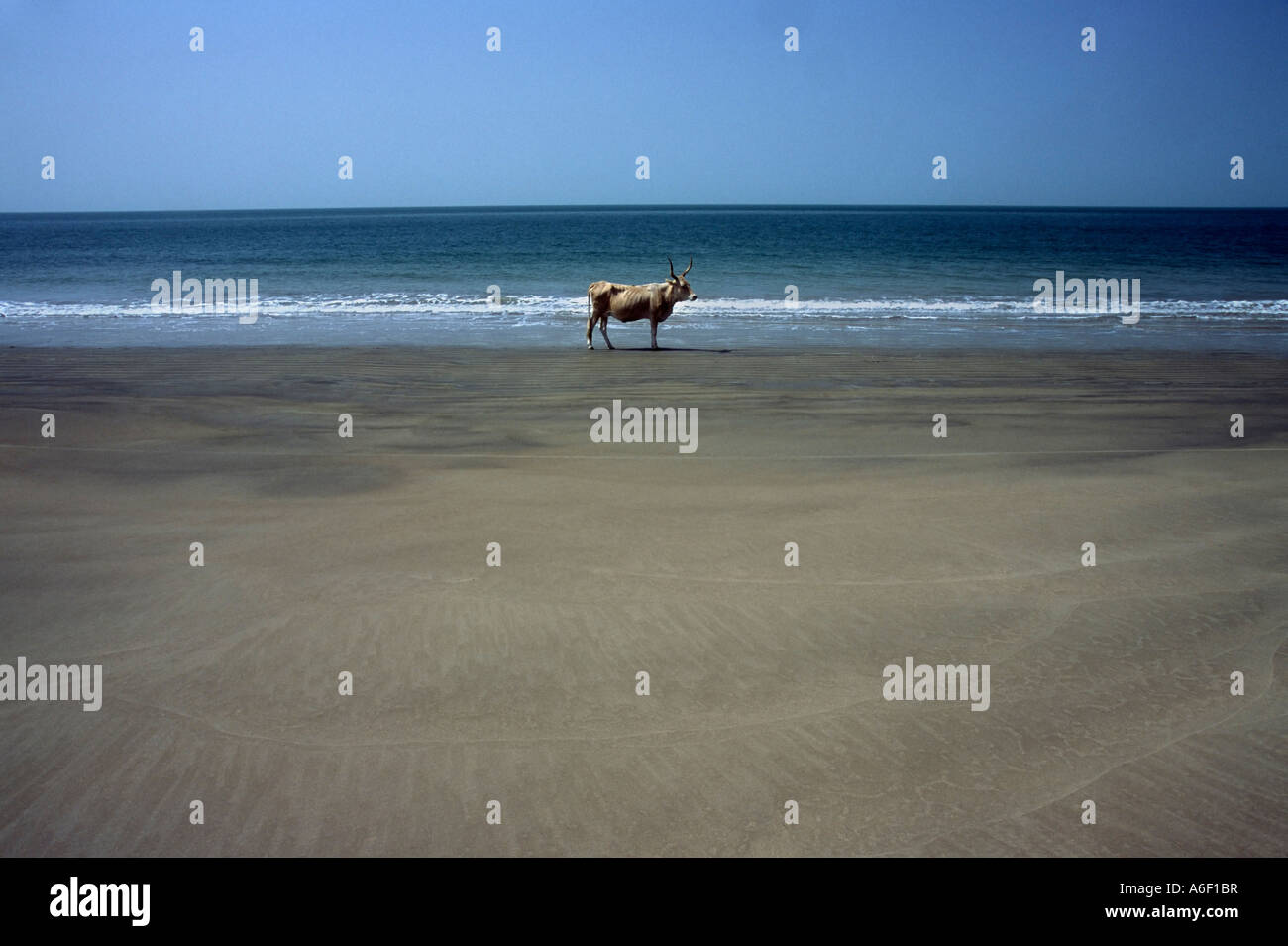 Kuh auf einem Strand Ginak Insel, Gambia, Westafrika Stockfoto