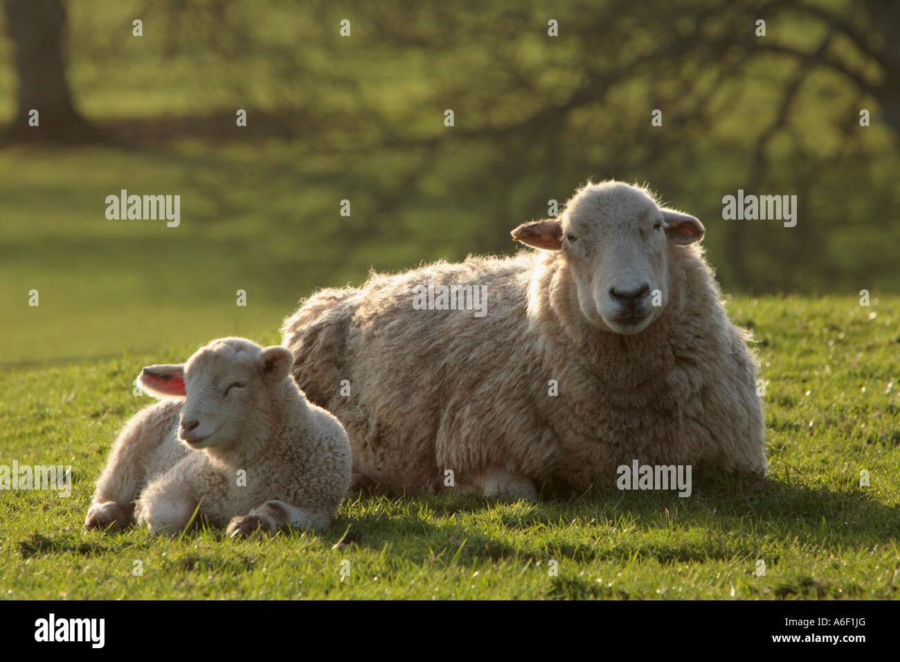 Schaf und Lamm liegend Stockfoto