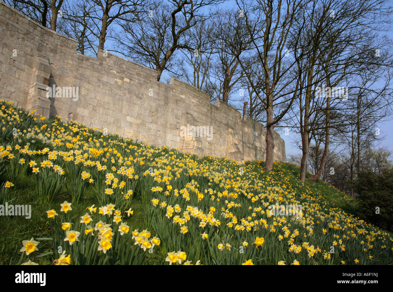 Narzissen auf dem Damm des York Stadt Wände North Yorkshire England Stockfoto