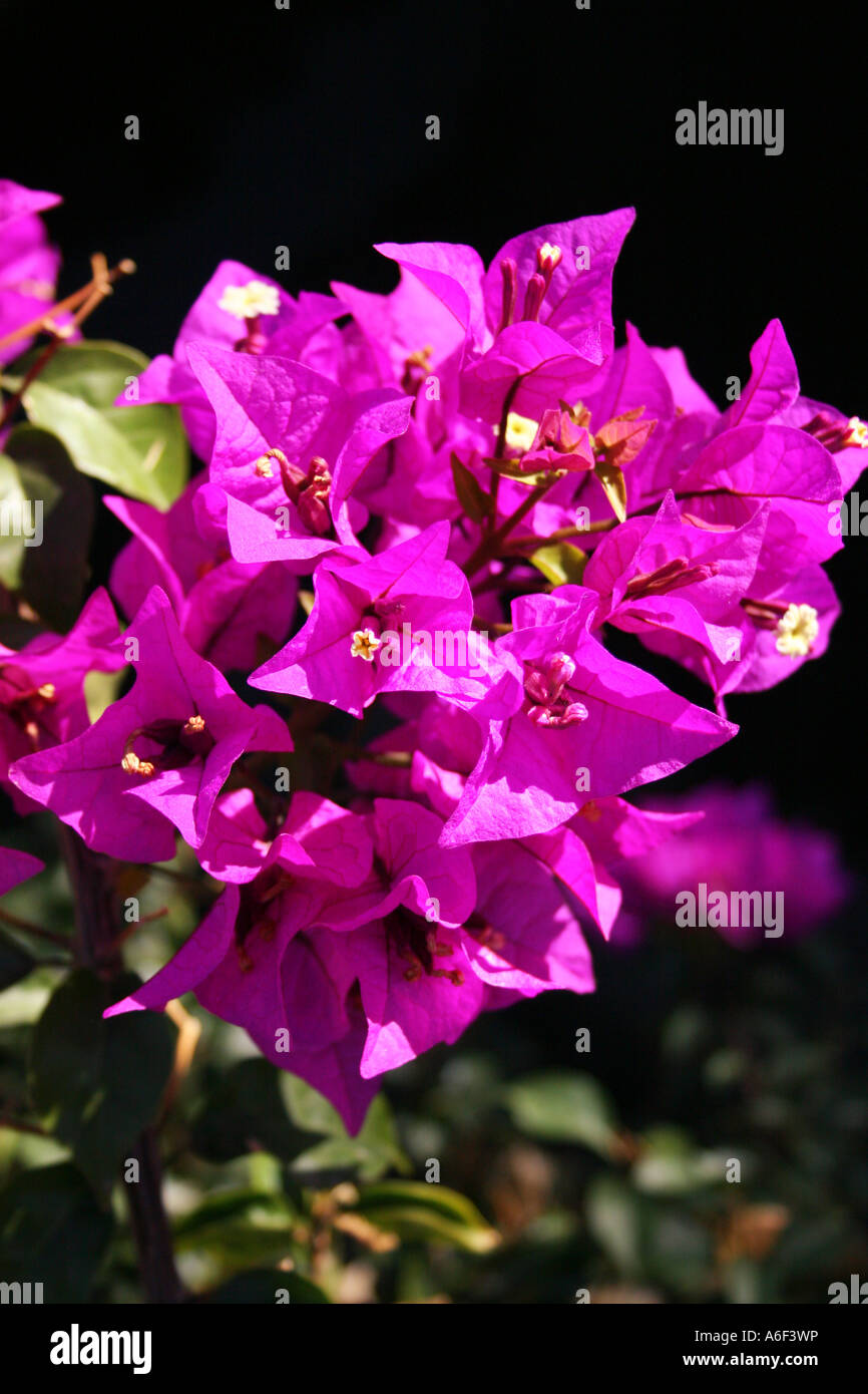 GARTENBAU. BOUGAINVILLEA GLABRA. VARIEGATA.  NYCTAGINACEAE. Stockfoto