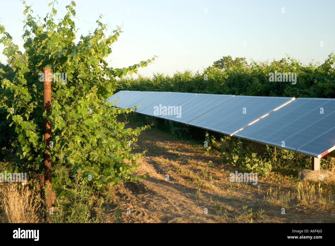 Solar-Panels im Weinberg, California Stockfoto