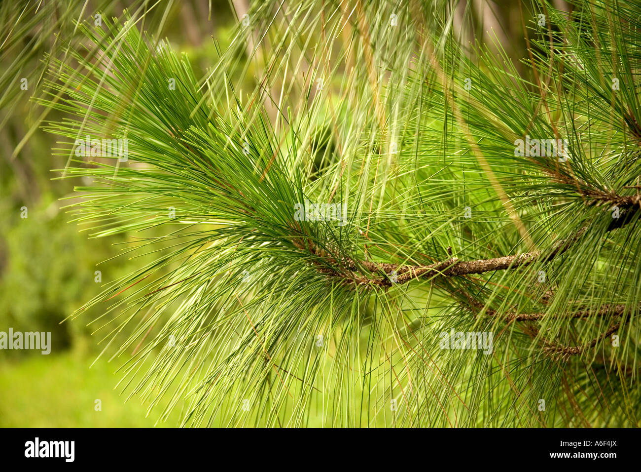 Longleaf Tannenzweig mit Nadeln, Florida Stockfoto