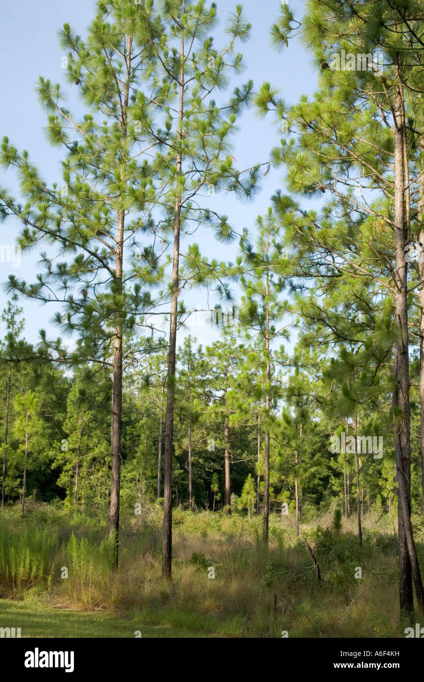 Longleaf Kiefern, Suwanee River State Park, Florida Stockfoto