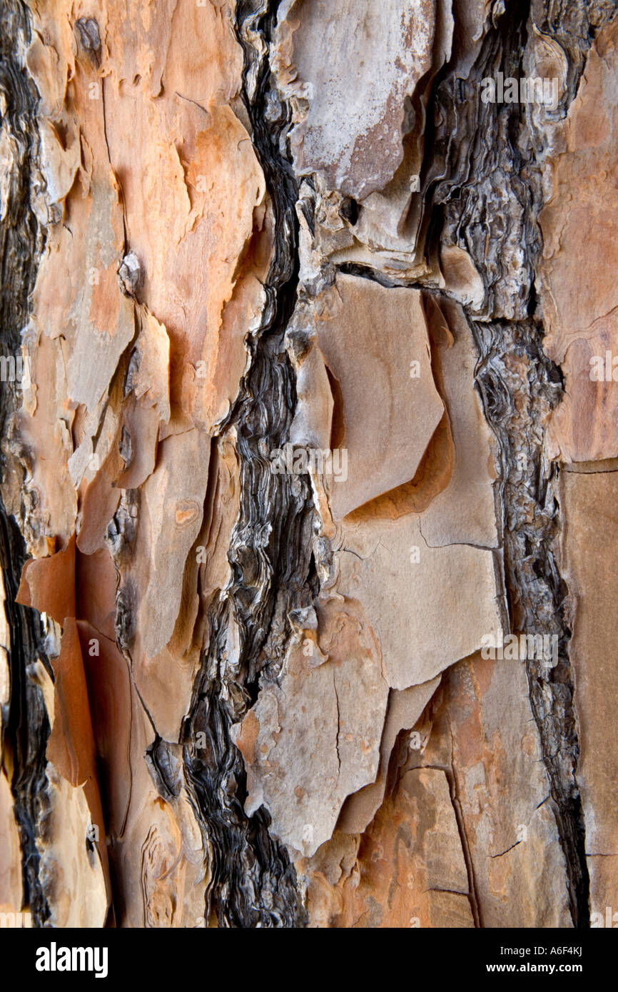 Rinde der Longleaf Kiefer, Florida Stockfoto
