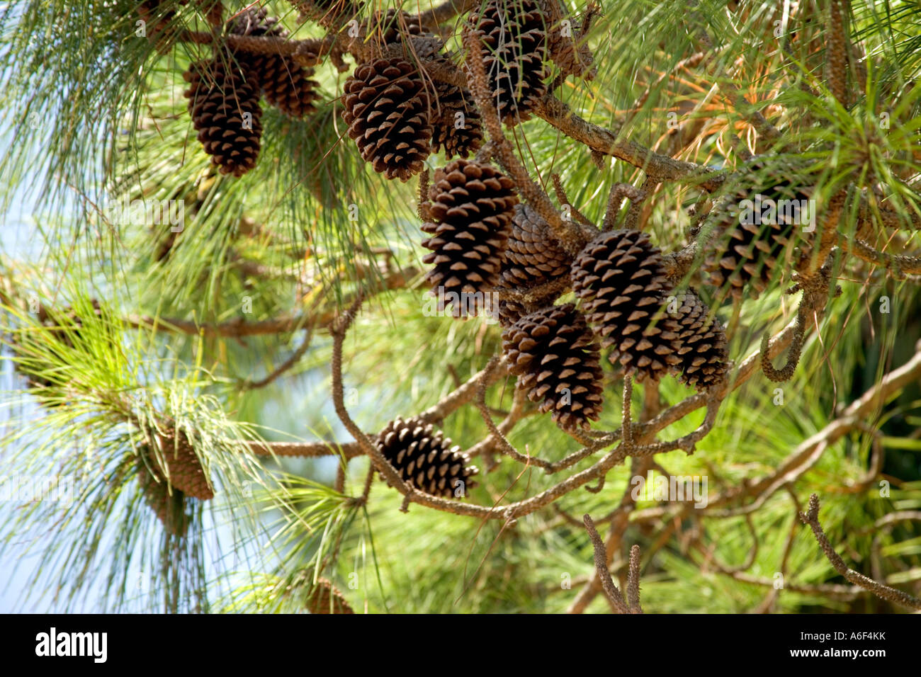 Longleaf Kiefer, Kegel, Florida Stockfoto