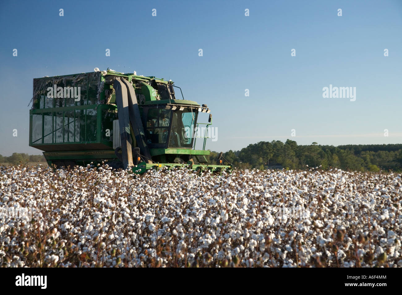 Baumwollpflücker Ernte Baumwolle, Georgia Stockfoto