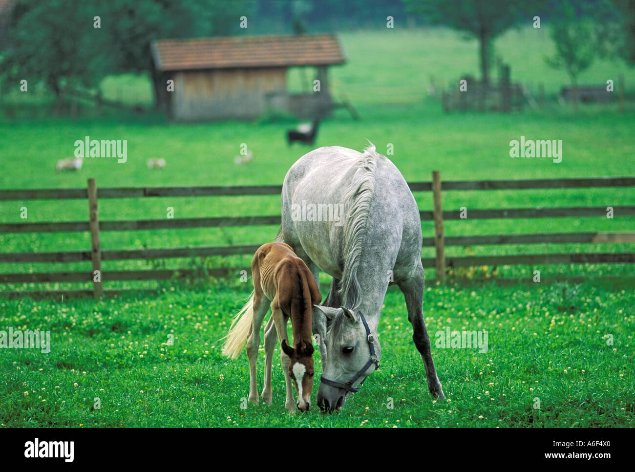 Arabische Pferd mit Fohlen 12 Stunden alt Stockfoto