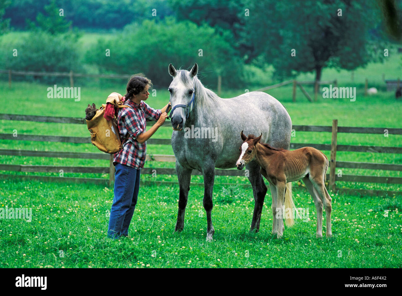 Frau mit Welpen in ihrem Rucksack Fütterung arabische Pferd mit Fohlen Stockfoto