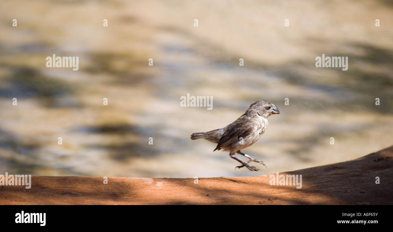 Darwins Finch auf Insel Santa Cruz Galapagos Ecuador Südamerika Stockfoto