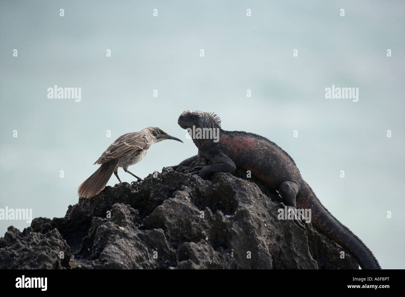 Adult Marine Iguana Amblyrhyncus Cristatus und Galapagos Mocking Bird zählt Stockfoto