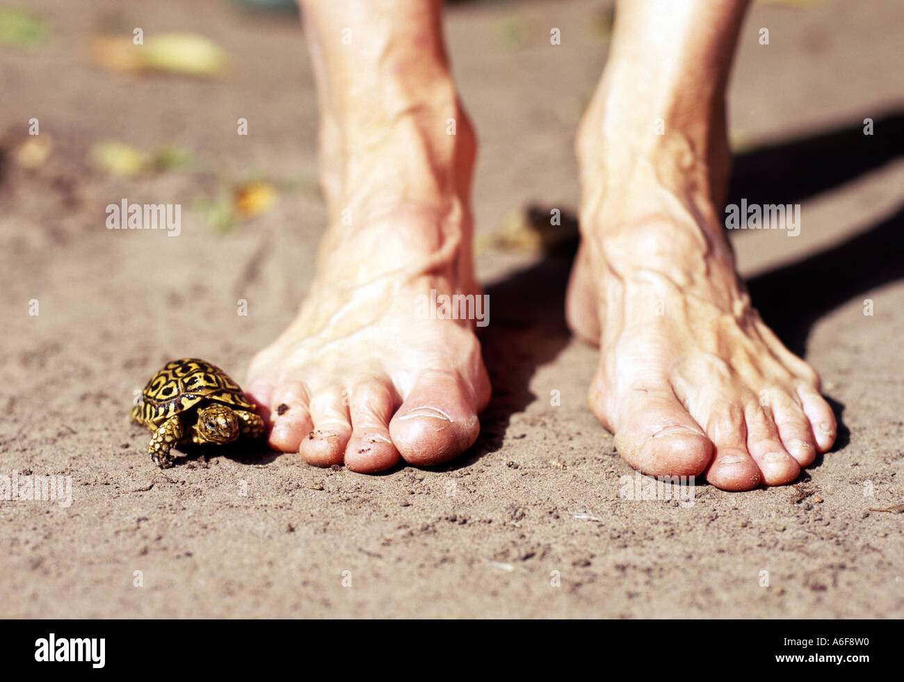 Schildkröte & Füße. Stockfoto