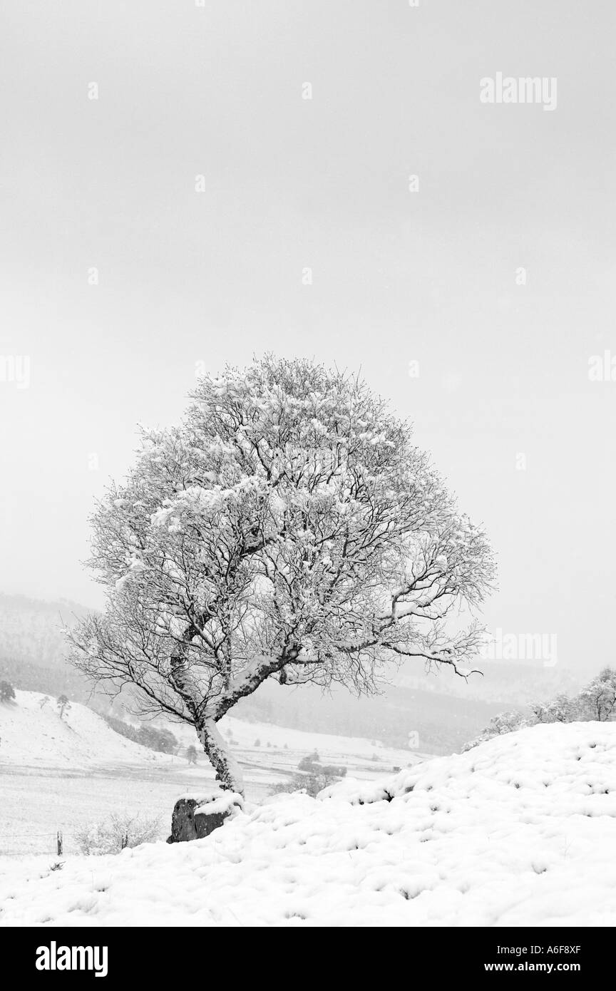 Frosted Silver Birch Bäume, Winter, Schnee, Kälte, Natur, Jahreszeit, Reif, Eis, kalten Morgen in Morrone Birkwood, Braemar, Cairngorm National Park, Großbritannien Stockfoto