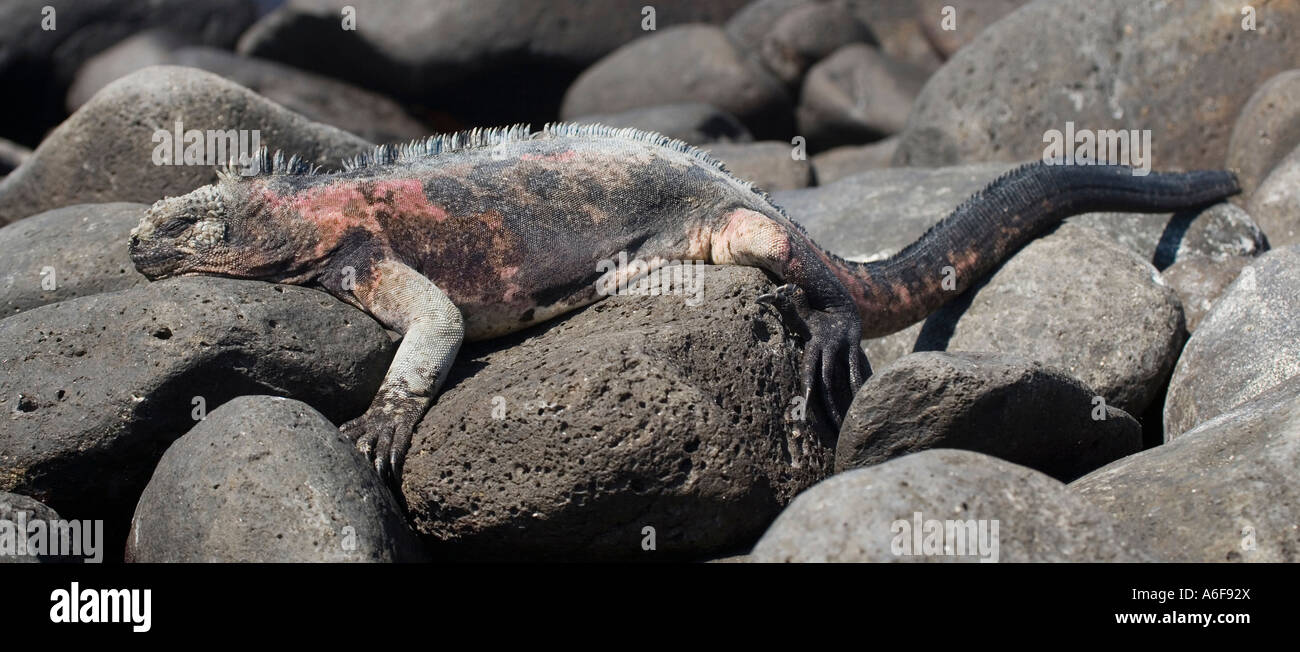 Adult Marine Iguana Amblyrhyncus Cristatus auf der Insel Espanola im Pazifischen Ozean Ecuador Galapagos Archipel Stockfoto