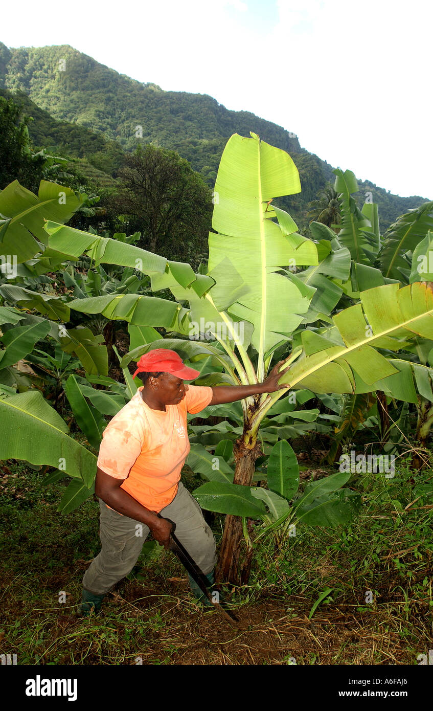 Fairtrade-Bauer Jocelyn Trumpet Streifen und reiht sich den "Papierkorb". Dies ist eine natürliche Methode, um das Wachstum von Unkraut zu verhindern Stockfoto