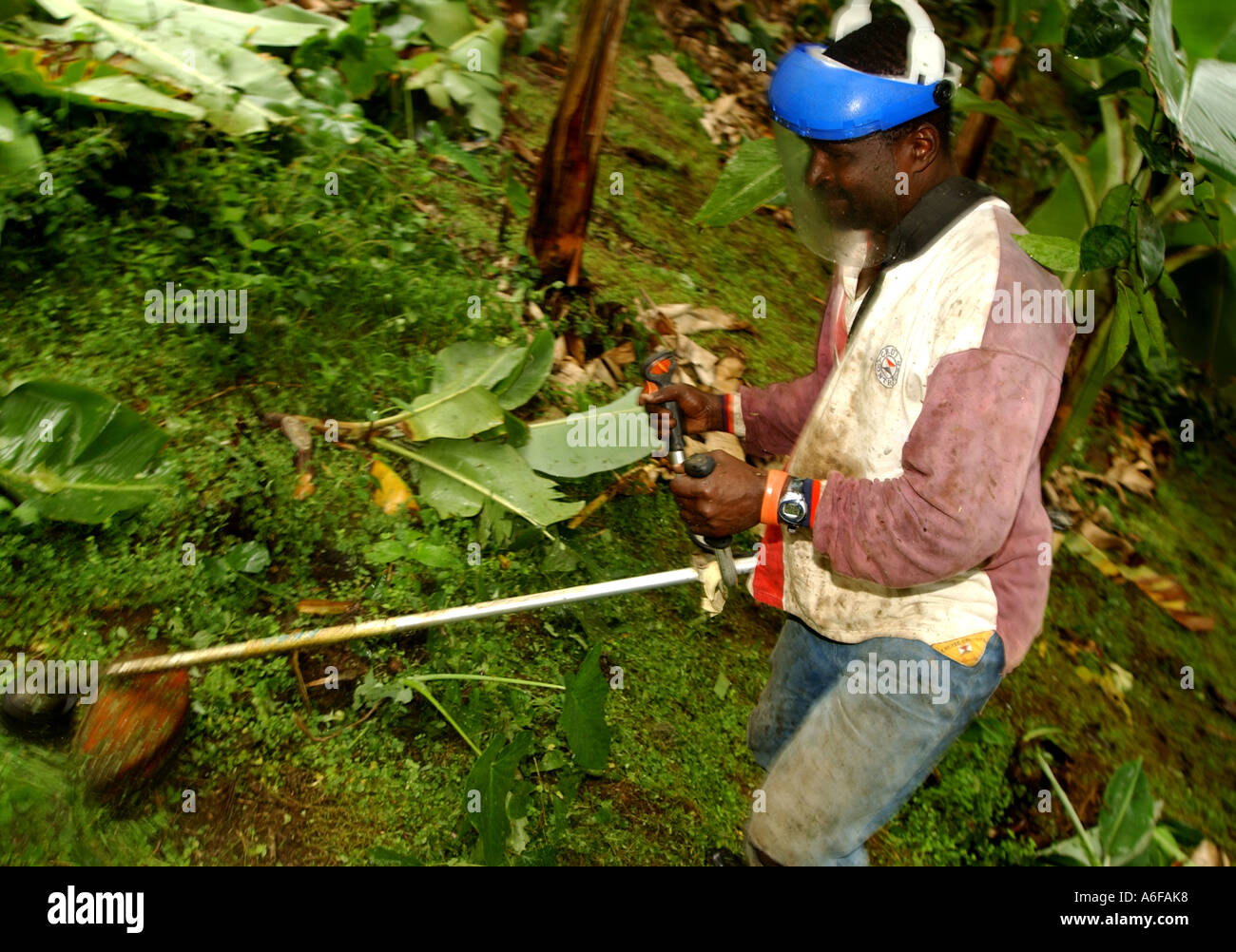 Fairtrade-Landwirt trimmen Unkraut Stockfoto