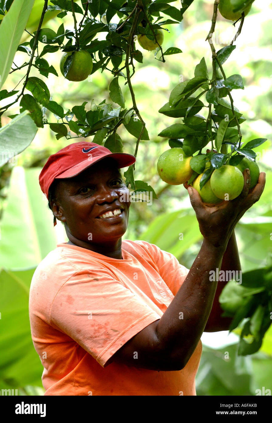 Fairtrade-Bananen Bauer, Jocelyn Trumpet, wächst Orangen als alternative Ernte auf Bananen Stockfoto