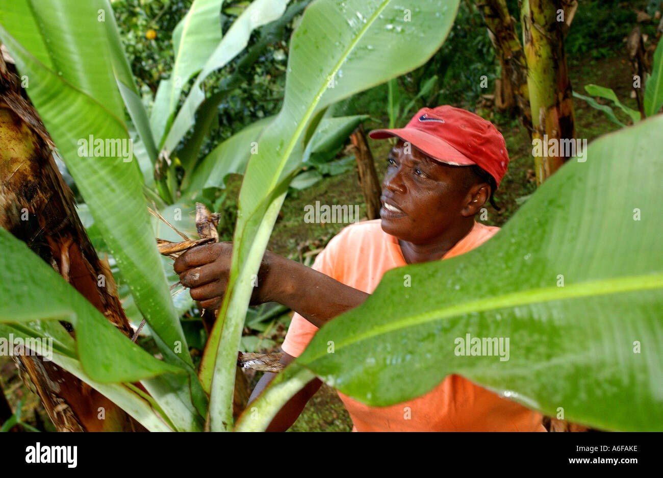 Fairtrade-Bauer Jocelyn Trumpet Streifen und reiht sich den "Papierkorb". Dies ist eine natürliche Methode, um das Wachstum von Unkraut zu verhindern Stockfoto