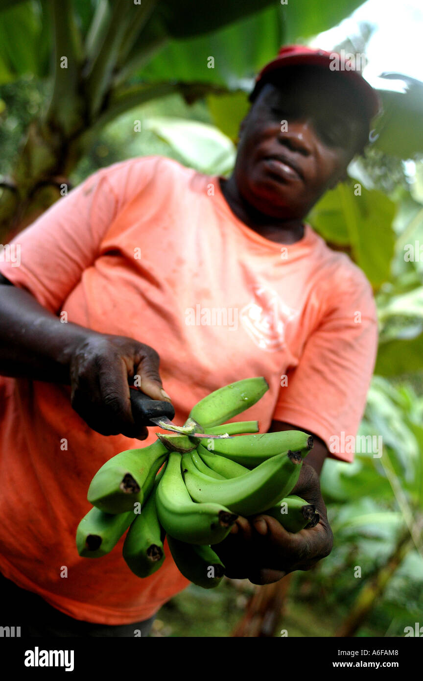 Fairtrade-Landwirt Jocelyn Trumpet schneidet und legt die Bananen auf einem Bananenblatt bereit für die Aufnahme in den Schuppen Verpackung Stockfoto