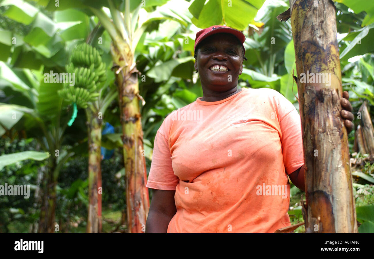 Fairtrade-Bauern auf ihren Bananenplantage in St. Vincent, Caribbean Stockfoto