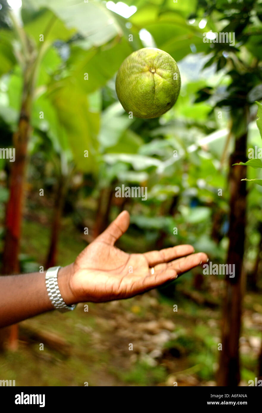 Fairtrade-Landwirt Selwyn Gould Kommissionierung Orangen Stockfoto