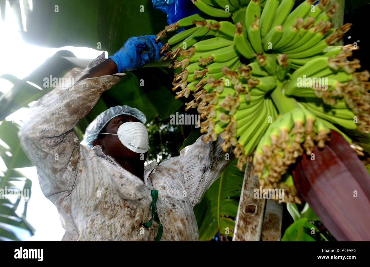 Fairtrade-Bauer, Maria Porter Kommissionierung Bananen Stockfoto