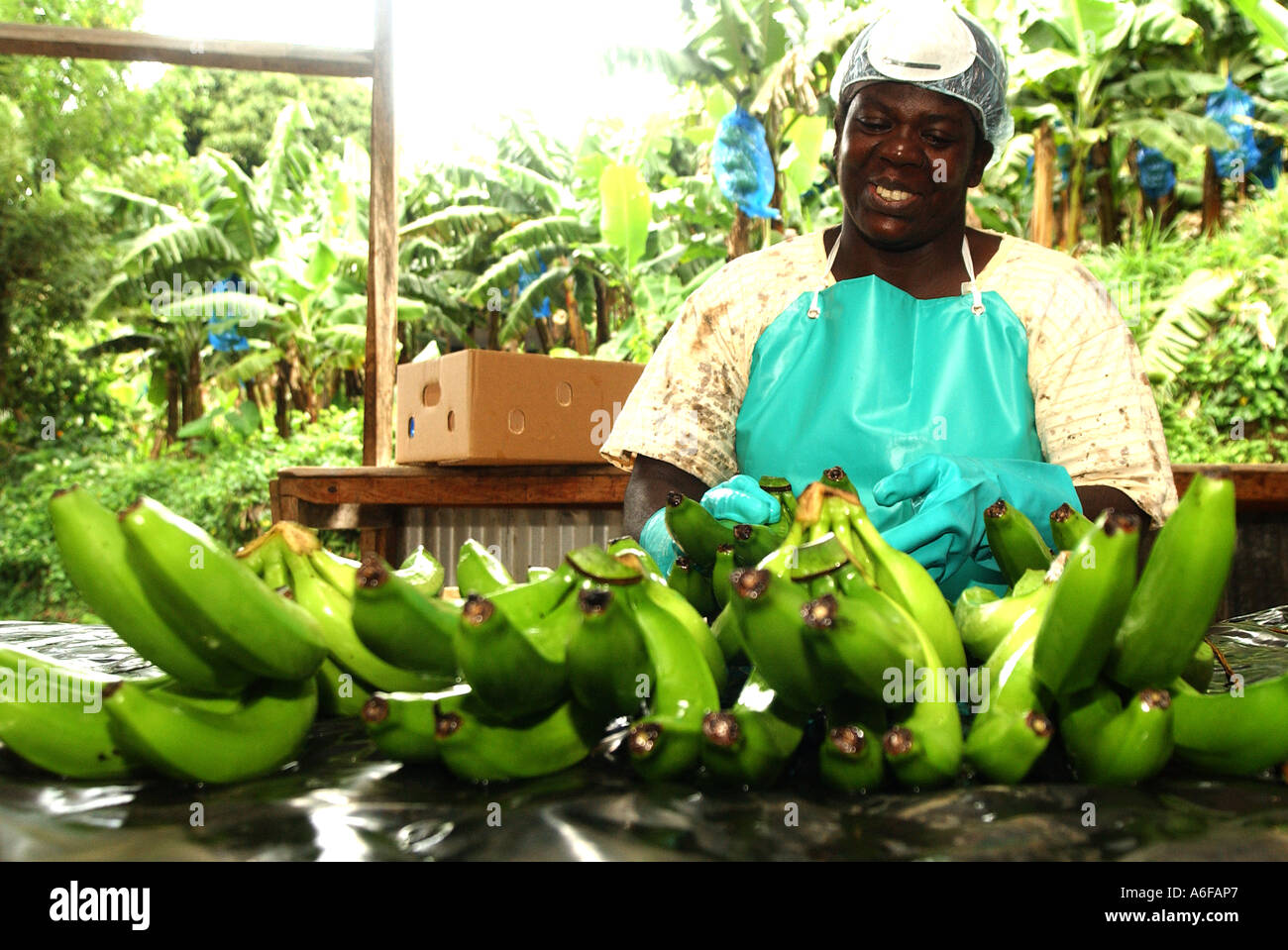 Waschen, wiegen und Verpacken zu den Fairtrade bereit Bananen für den Versand Stockfoto