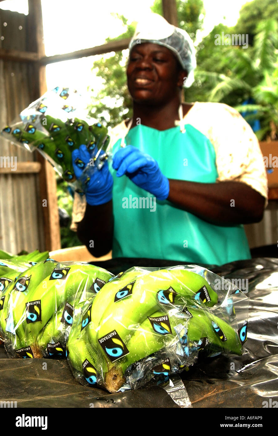 Waschen, wiegen und Verpacken zu den Fairtrade bereit Bananen für den Versand Stockfoto