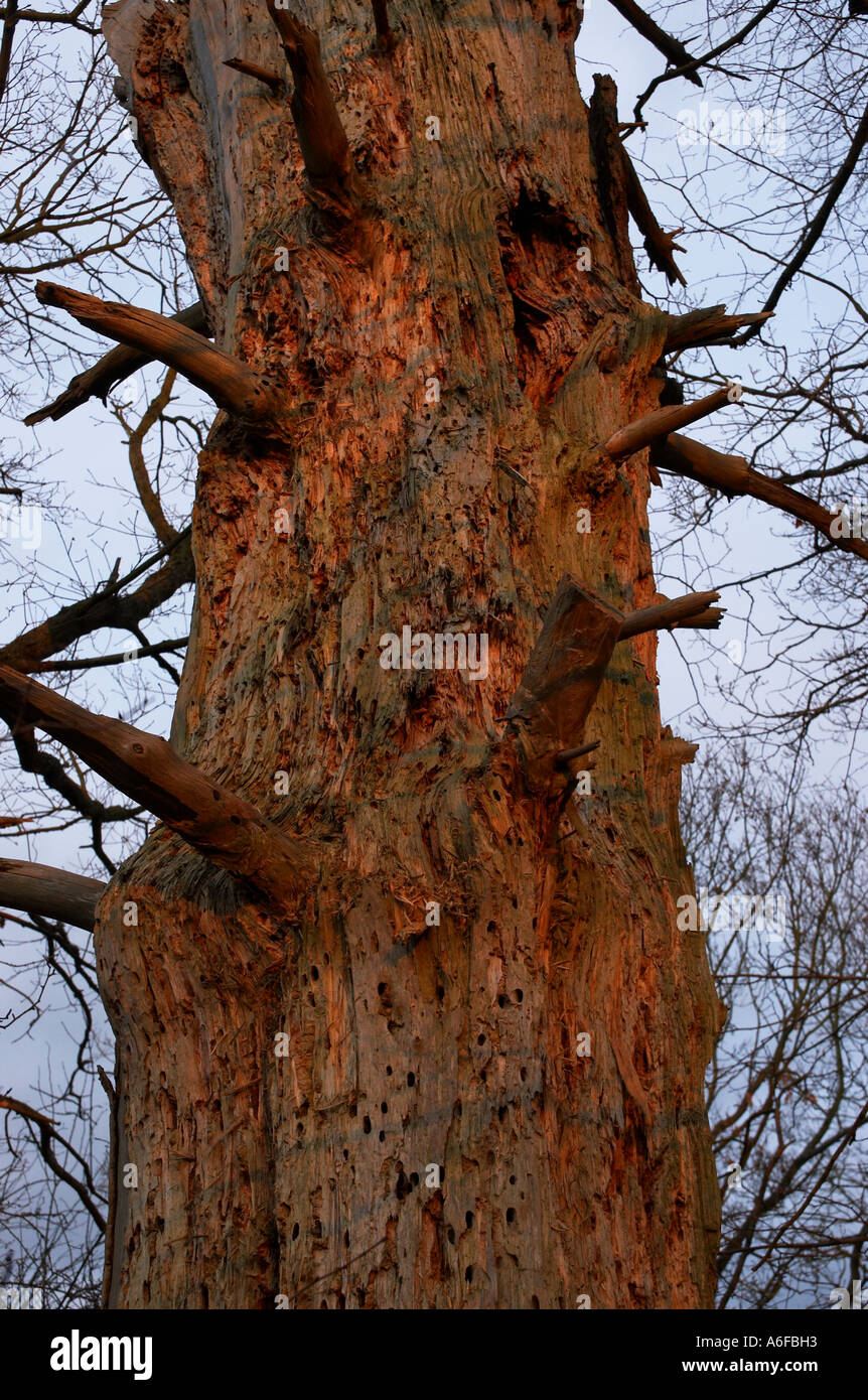 fleckige Rinde eines Baumes Stockfoto