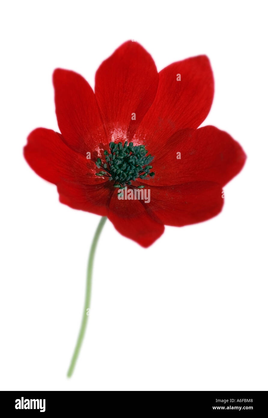 Studioaufnahme einer einzelnen roten Anemone Blume. Stockfoto