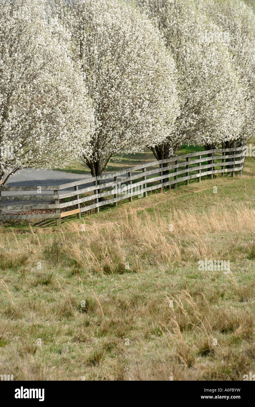 Bradford Birne Bäume in voller Blüte Frühling früh Cohutta GA USA Stockfoto