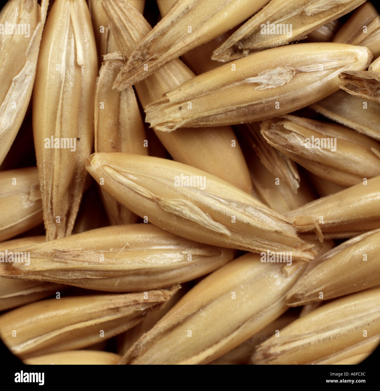 Hafer Samen oder Getreide Avena sativum Stockfoto