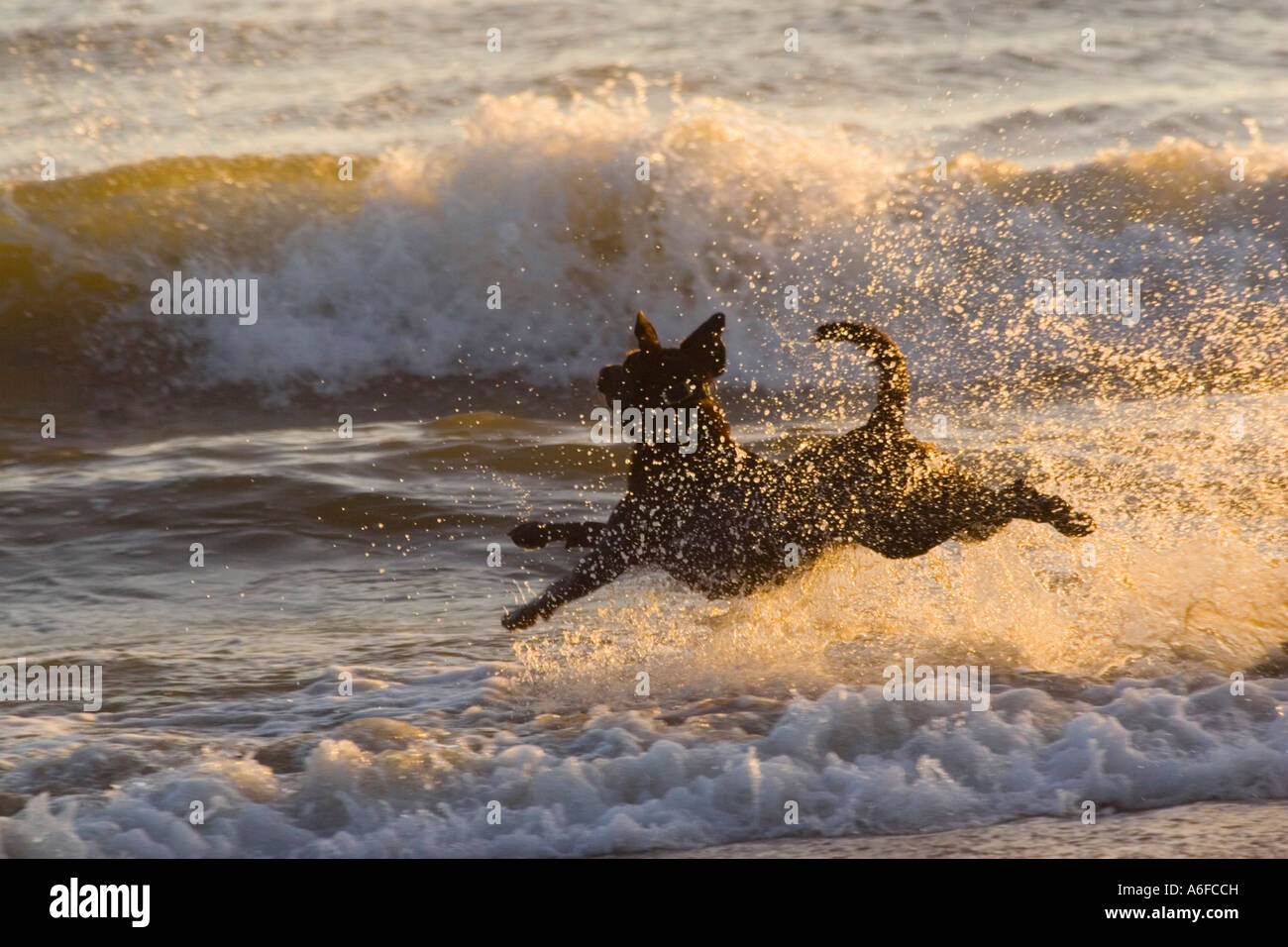 Ein Hund springt durch die Wellen am Strand in Santa Cruz, Kalifornien Stockfoto