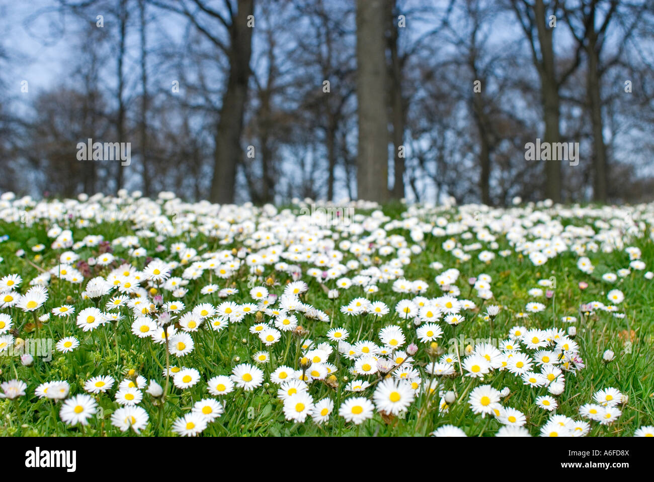 Wiese mit vielen Gänseblümchen und einen kahlen Frühlingswald Stockfoto