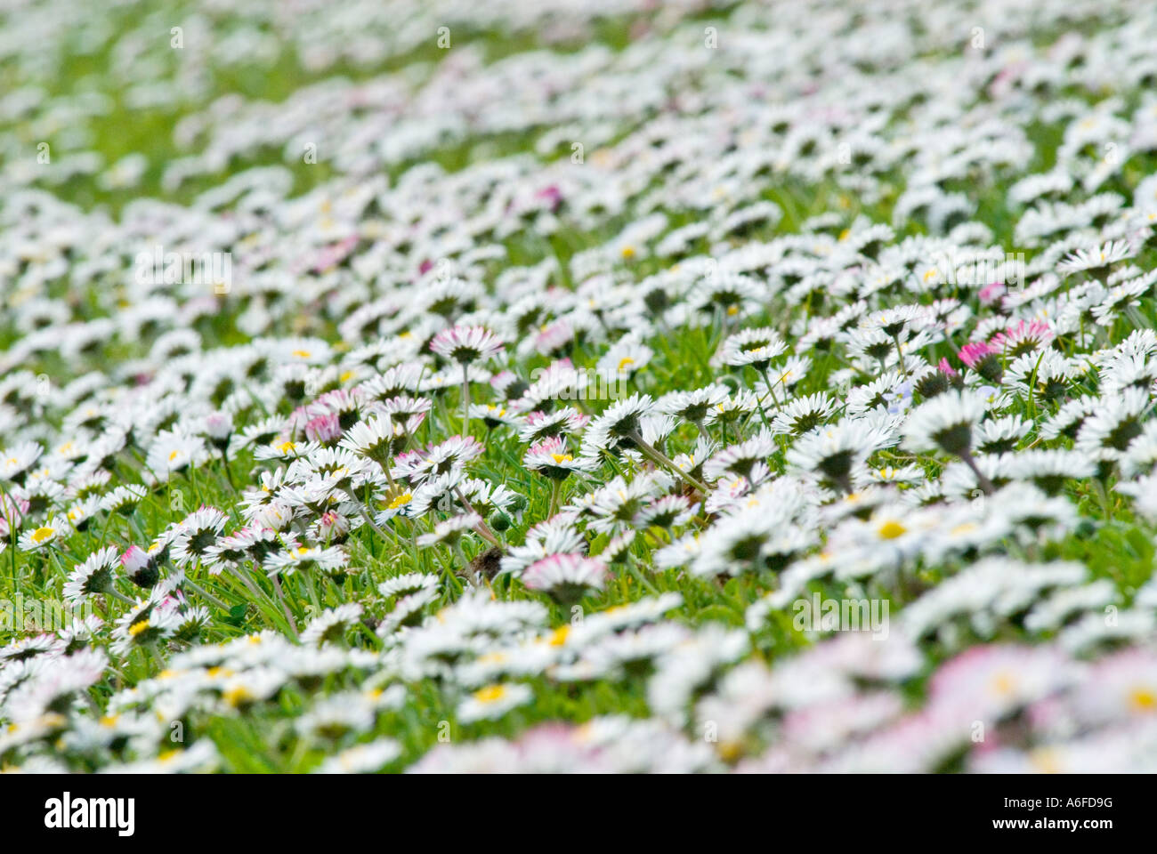 eine Wiese übersät mit Gänseblümchen auf der Rückseite Licht Stockfoto