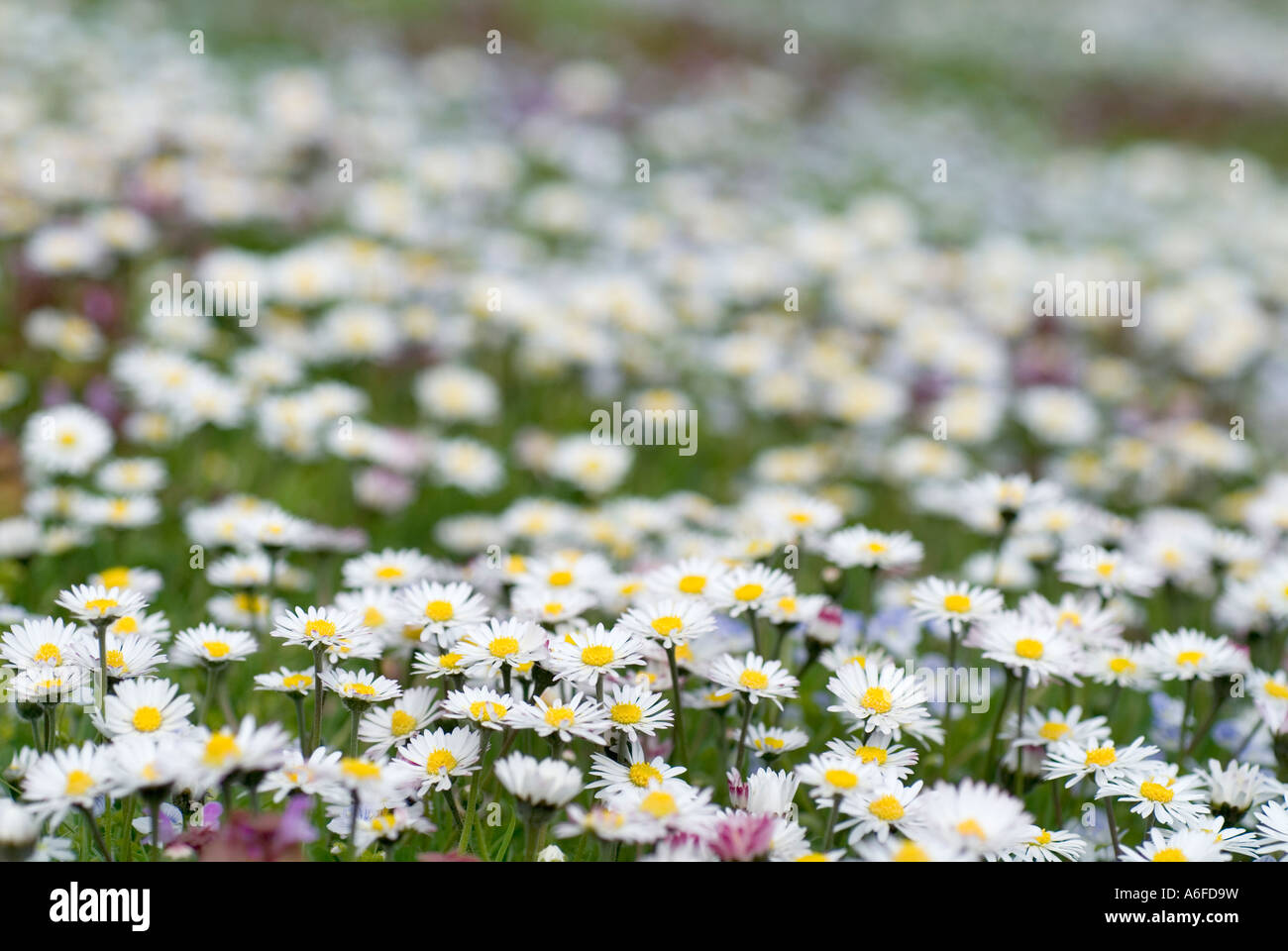 ein Rasen bedeckt mit unzähligen Gänseblümchen Stockfoto